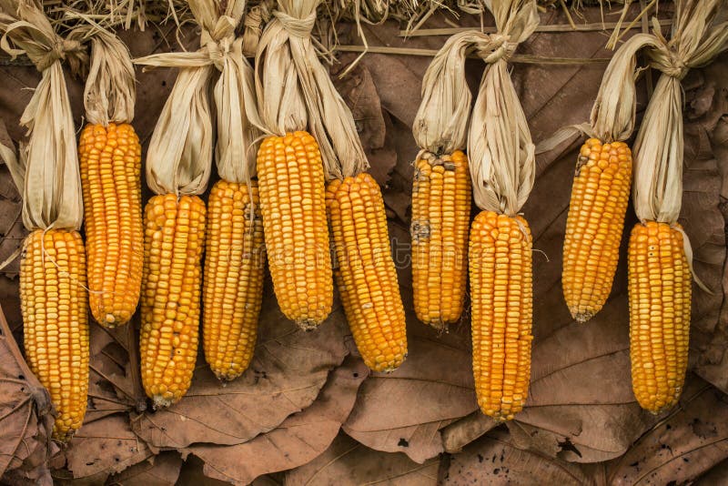 Высушенные corns или маис стоковые изображения Высушенные corns или маис стоковые изображения