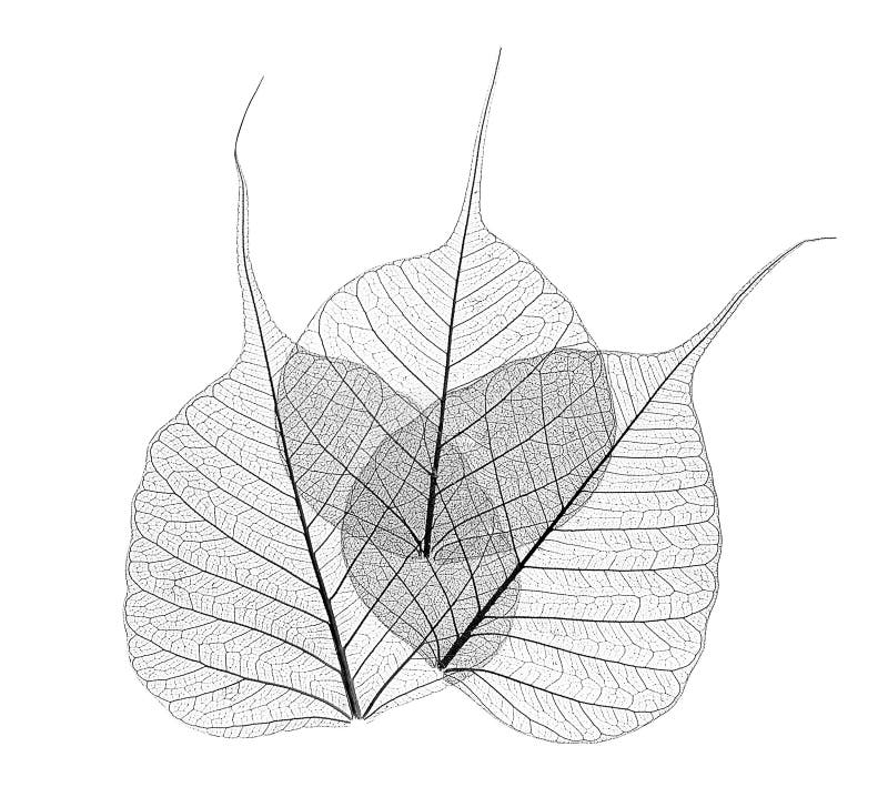 Black and white translucent overlapping leaves on white background. Black and white translucent overlapping leaves on white background.