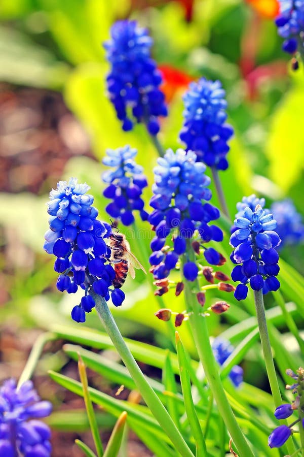 Гадюки обхватывают или Murine гиацинт, или Muscari стоковые фотографии rf Гадюки обхватывают или Murine гиацинт, или Muscari стоковые фотографии rf