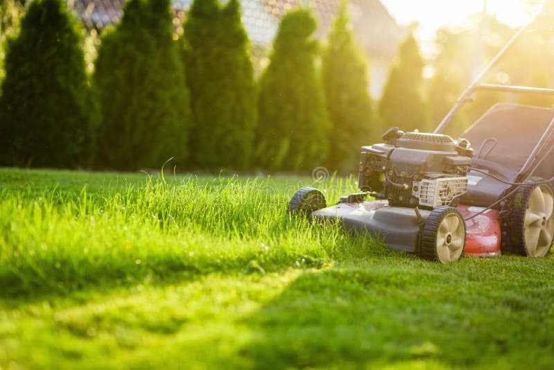 Lawn mower cutting green grass in sunlight low angle. Lawn mower cutting green grass in sunlight low angle