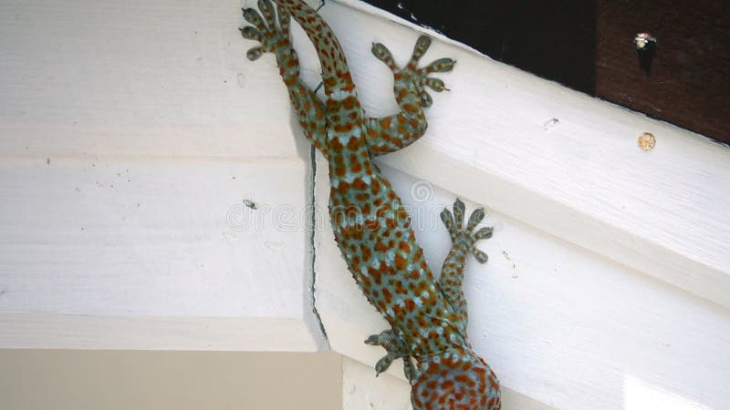 Гекконовые gekko гекконовых Tokay сидя на стене