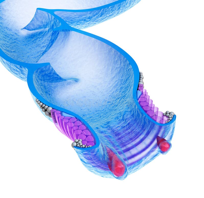 Геморроя внутренние Структура прямой кишки кишечники двоеточие ...