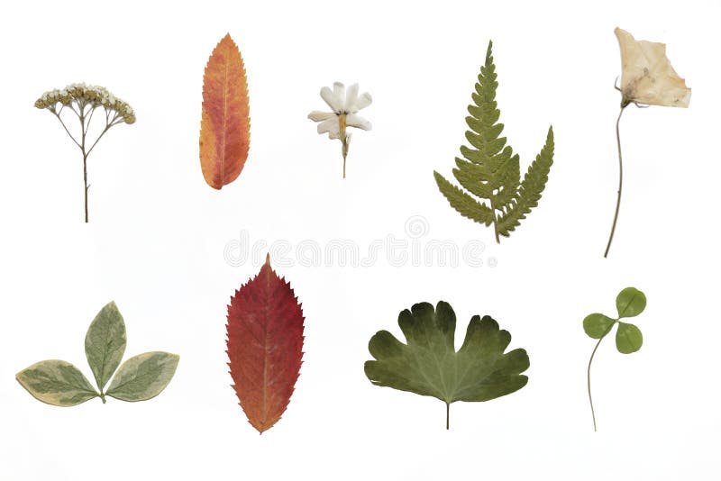 Изолированные высушенные сливы над белой предпосылкой, концом вверх ...