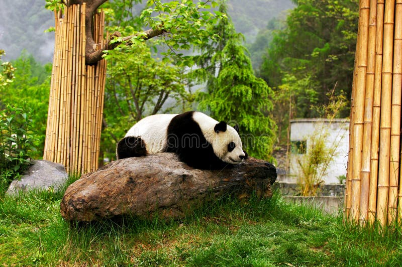 A giant panda rests on stone, Photographed at Wolong Nature Reserve, Chengdu, Sichuan Provence, China. A giant panda rests on stone, Photographed at Wolong Nature Reserve, Chengdu, Sichuan Provence, China