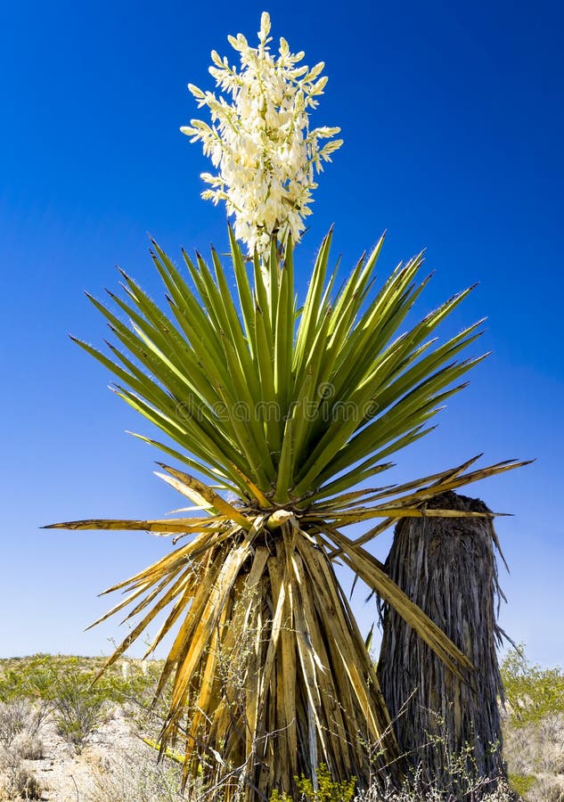 Giant Dagger Yucca plant in Big Bend National Park, Texas. Giant Dagger Yucca plant in Big Bend National Park, Texas