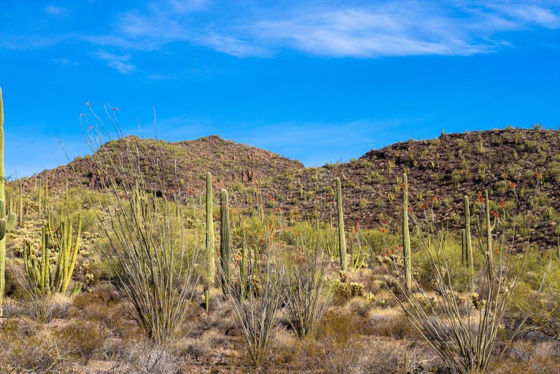 Гигантские Saguaros, трубы органа, и цветя кактусы Ocotillo внутри национального монумента кактуса трубы органа стоковая фотография rf Гигантские Saguaros, трубы органа, и цветя кактусы Ocotillo внутри национального монумента кактуса трубы органа стоковая фотография rf