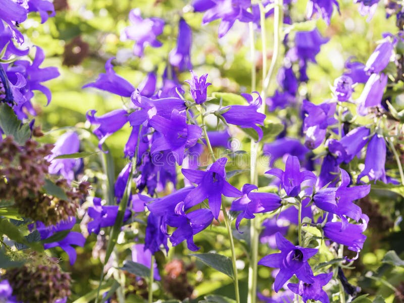 Гигантские колокольчики, latifolia колокольчика, зацветая в саде стоковые фото Гигантские колокольчики, latifolia колокольчика, зацветая в саде стоковые фото