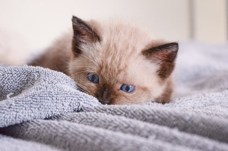 Гималайский котенок заискивая шаловливо на полотенце, голубых глазах