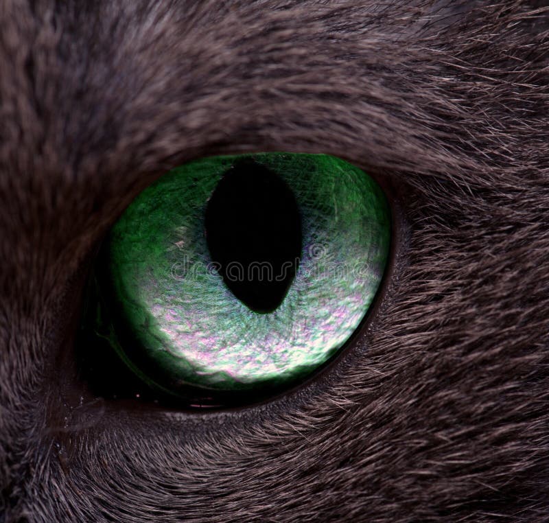 глаз кота s