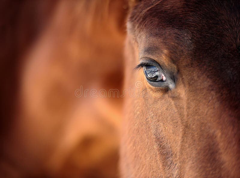 Глаз лошади