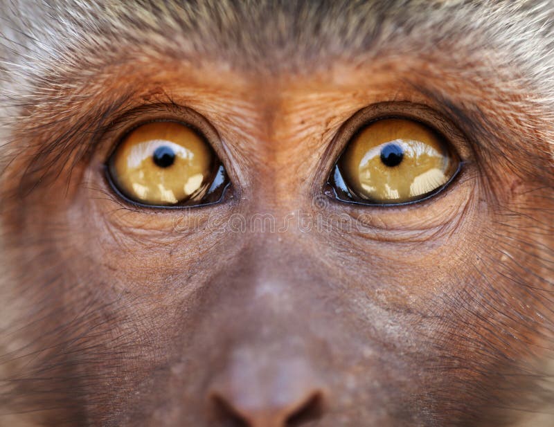 Глаза обезьяны желтые закрывают вверх - fascicularis Macaca стоковое фото