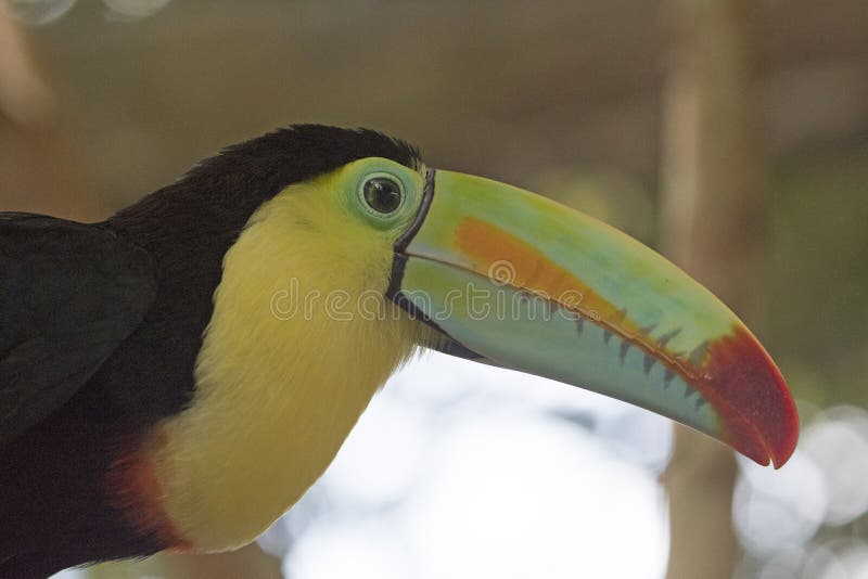 Голова Кил-представленное счет toucan стоковые изображения rf Голова Кил-представленное счет toucan стоковые изображения rf