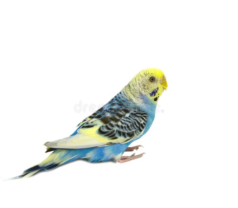 Голубая птица волнистых попугайчиков