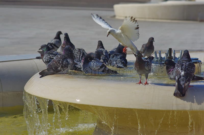 Puffed pigeons standing in water puddle on the fountain. Puffed pigeons standing in water puddle on the fountain.