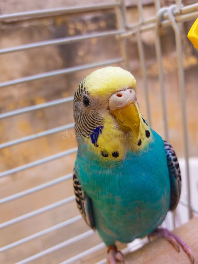 Голубое женское budgie стоковые изображения rf Голубое женское budgie стоковые изображения rf