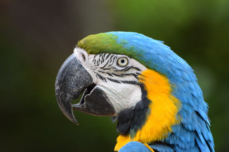 голубой macaw золота стоковое изображение rf голубой macaw золота стоковое изображение rf