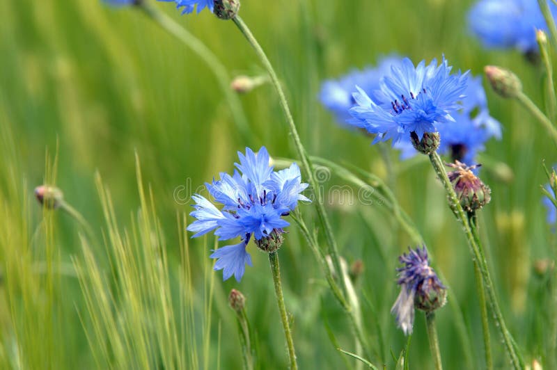 Голубой Wildflower Теннесси стоковые фото Голубой Wildflower Теннесси стоковые фото