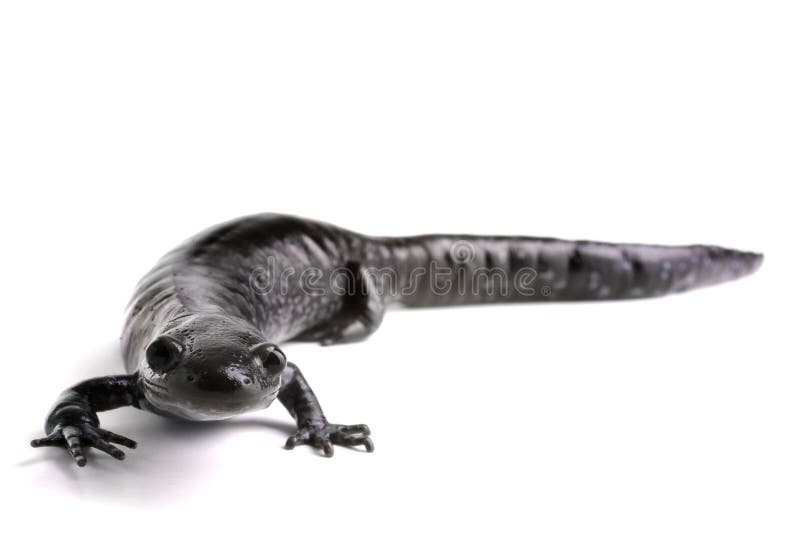 голубой запятнанный salamander стоковая фотография rf