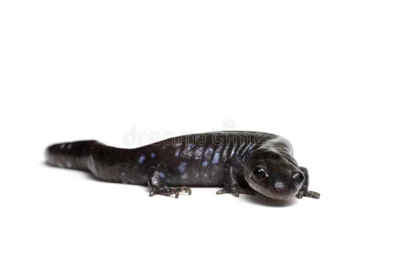 голубой запятнанный salamander стоковое изображение