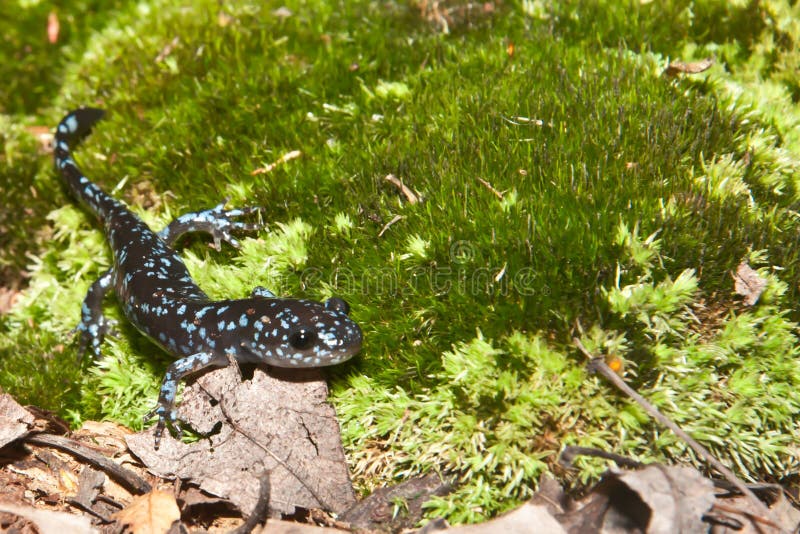 голубой запятнанный salamander стоковые изображения
