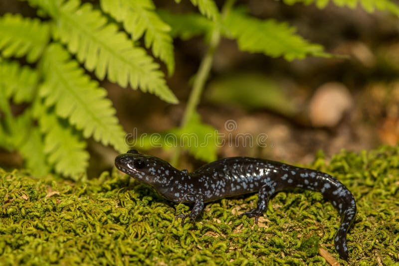 голубой запятнанный salamander стоковые изображения