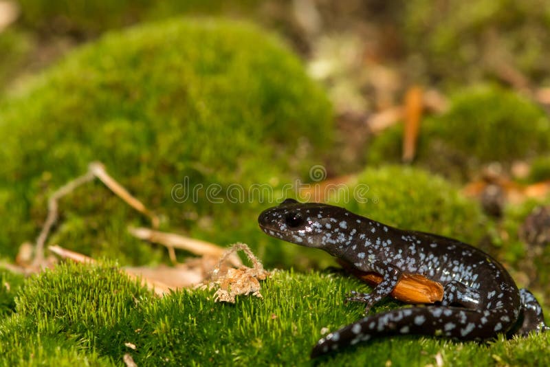 голубой запятнанный salamander стоковое изображение rf