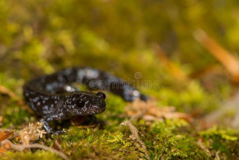 голубой запятнанный salamander стоковая фотография rf