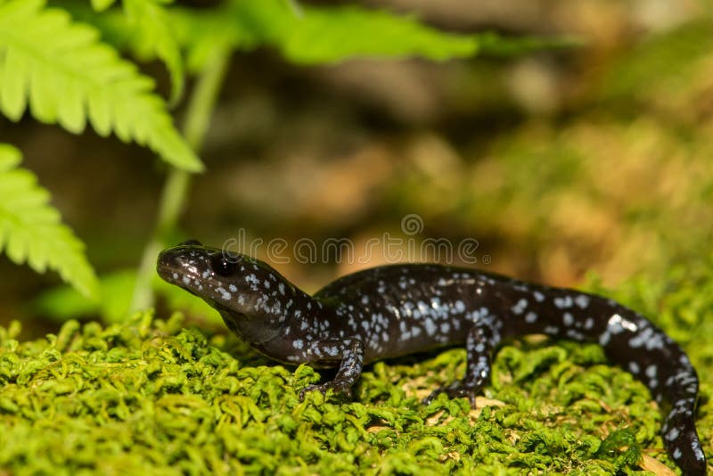 голубой запятнанный salamander стоковая фотография