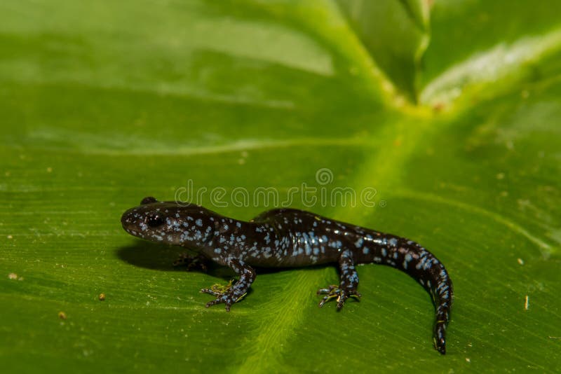 голубой запятнанный salamander стоковые фото