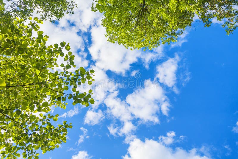 Beautiful blue sky with white clouds and green leaves looking up. Beautiful blue sky with white clouds and green leaves looking up