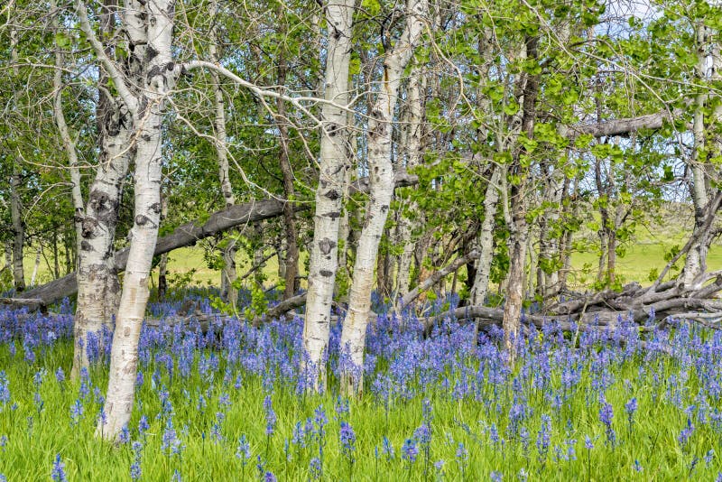 Spring flowers and Aspens in nature. Spring flowers and Aspens in nature