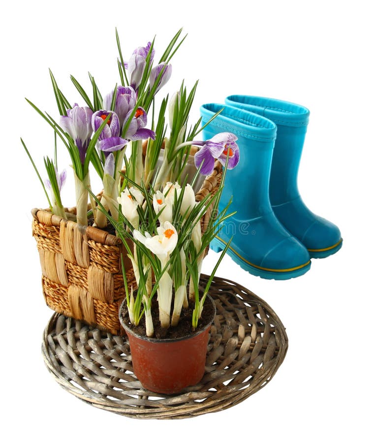 Голубые резиновые gumboots и крокусы, стоковое фото rf Голубые резиновые gumboots и крокусы, стоковое фото rf