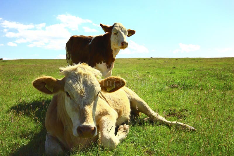 2 beef in the photo. Reclining in front, is resting. Standing at the back. Photographed in sunny outdoors. Kars, Turkey. 2 beef in the photo. Reclining in front, is resting. Standing at the back. Photographed in sunny outdoors. Kars, Turkey