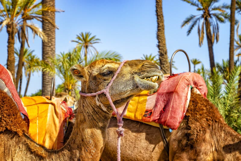 Голова верблюда в Palmeraie около Marrakesh, Марокко Пустыня Сахары расположена в Африку Dromedars остается в песке стоковое фото Голова верблюда в Palmeraie около Marrakesh, Марокко Пустыня Сахары расположена в Африку Dromedars остается в песке стоковое фото