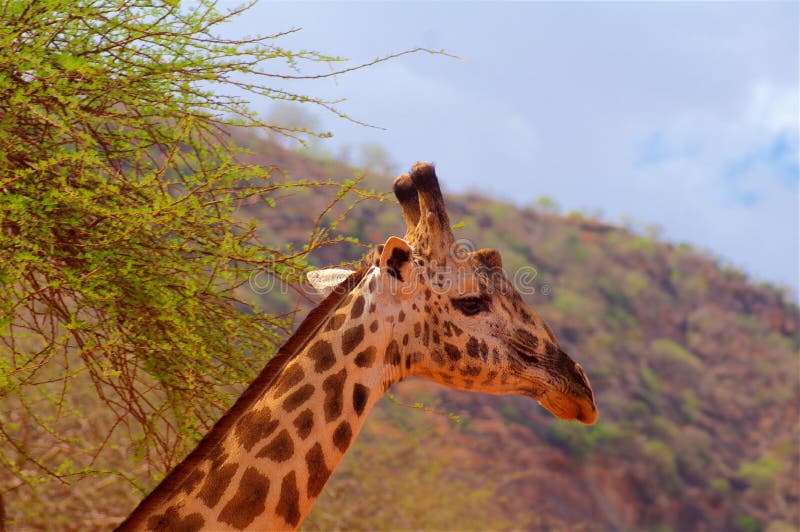 Голова жирафа в национальном парке Африки Tsavo стоковое изображение Голова жирафа в национальном парке Африки Tsavo стоковое изображение
