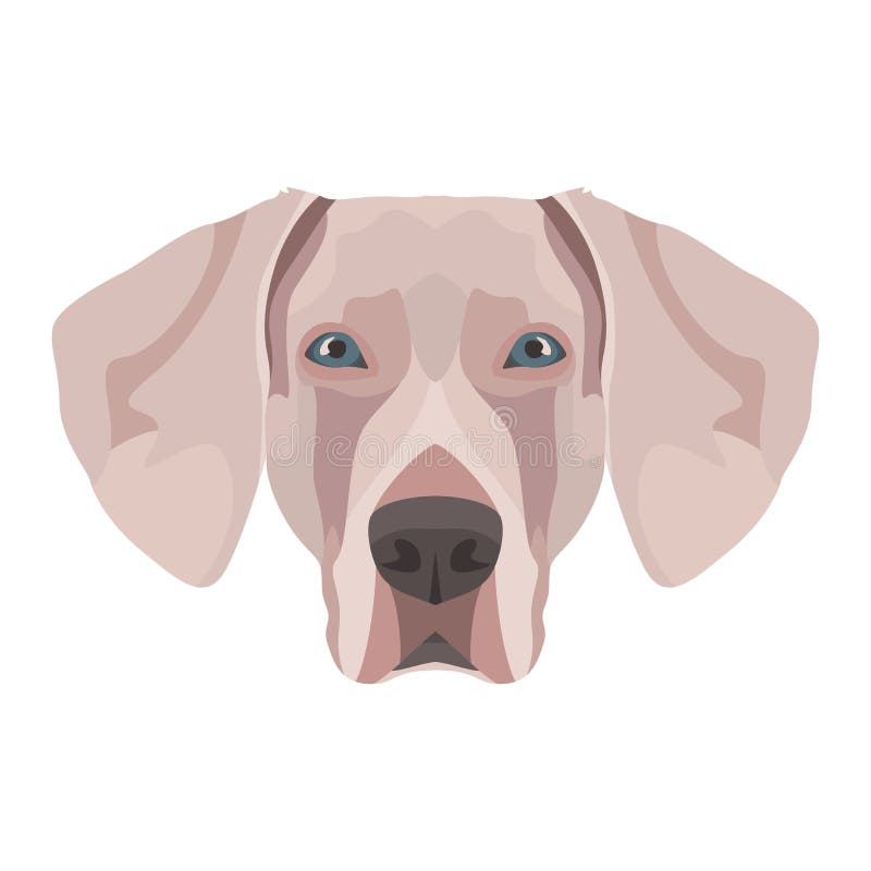 Голова собаки Weimaraner иллюстрации иллюстрация вектора Голова собаки Weimaraner иллюстрации иллюстрация вектора