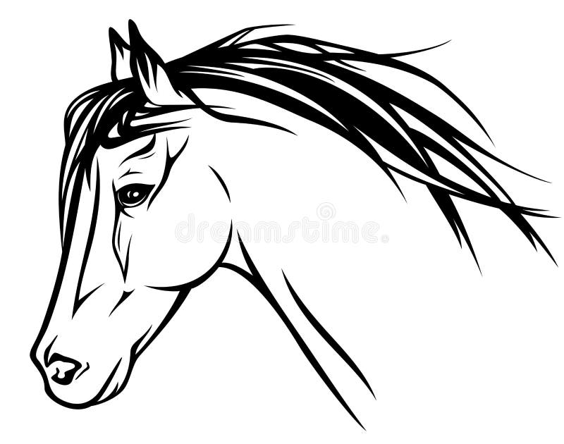 Running horse head - realistic illustration - black and white outline. Running horse head - realistic illustration - black and white outline