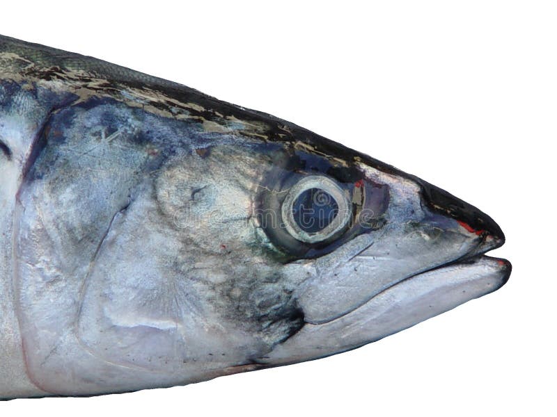 Head of a fish with white background. Head of a fish with white background