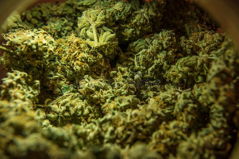 Головка марихуана как правильно проращивать семена марихуаны