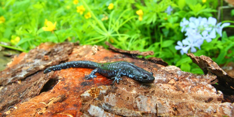 Голуб-запятнанный Salamander (laterale Ambystoma) стоковое фото