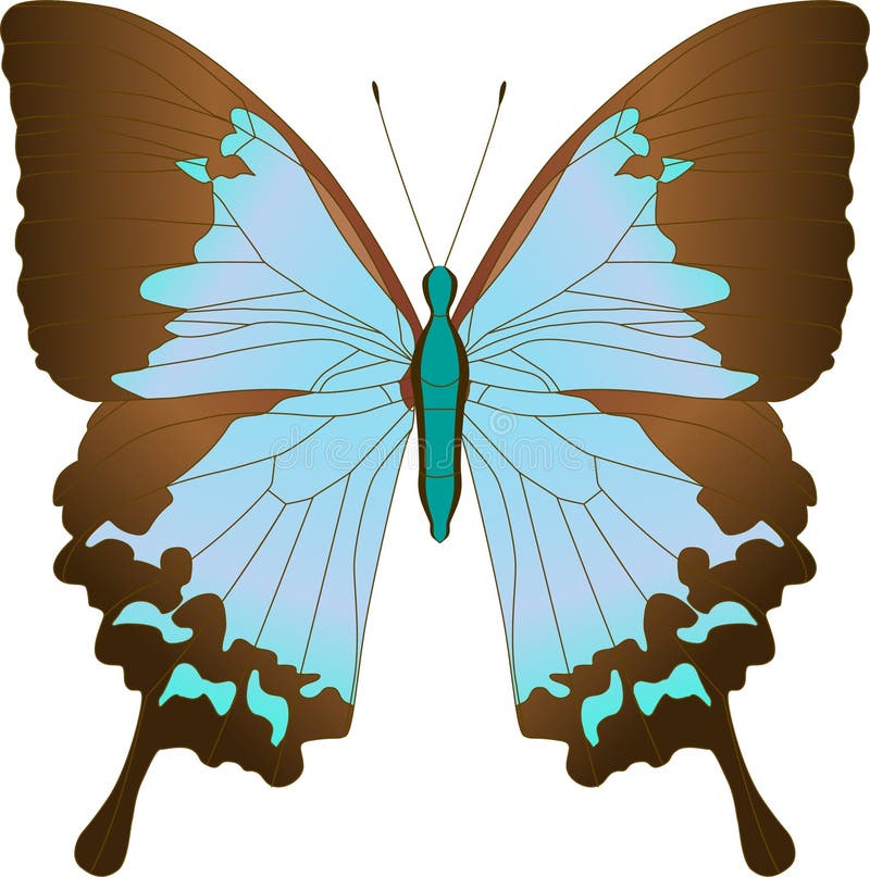 Голубая бабочка Papilio Achillides ulysses Ulysses парусника также вектор иллюстрации притяжки corel иллюстрация штока Голубая бабочка Papilio Achillides ulysses Ulysses парусника также вектор иллюстрации притяжки corel иллюстрация штока