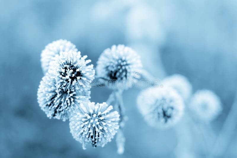 Frozen burdock plant + blue filter. Frozen burdock plant + blue filter