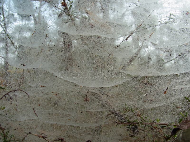 A spider web, spiderweb, spider`s web, or cobweb is a device created by a spider out of proteinaceous spider silk extruded from its spinnerets, generally meant to catch its prey. Spider webs have existed for at least 100 million years, as witnessed in a rare find of Early Cretaceous amber from Sussex, southern England. Insects can get trapped in spider webs, providing nutrition to the spider; however, not all spiders build webs to catch prey, and some do not build webs at all. `Spider web` is typically used to refer to a web that is apparently still in use whereas `cobweb` refers to abandoned i.e. dusty webs. However, `cobweb` is used to describe the tangled three-dimensional web of some spiders of the Theridiidae family. While this large family is also known as the tangle-web spiders, cobweb spiders and comb-footed spiders, they actually have a huge range of web architectures. A spider web, spiderweb, spider`s web, or cobweb is a device created by a spider out of proteinaceous spider silk extruded from its spinnerets, generally meant to catch its prey. Spider webs have existed for at least 100 million years, as witnessed in a rare find of Early Cretaceous amber from Sussex, southern England. Insects can get trapped in spider webs, providing nutrition to the spider; however, not all spiders build webs to catch prey, and some do not build webs at all. `Spider web` is typically used to refer to a web that is apparently still in use whereas `cobweb` refers to abandoned i.e. dusty webs. However, `cobweb` is used to describe the tangled three-dimensional web of some spiders of the Theridiidae family. While this large family is also known as the tangle-web spiders, cobweb spiders and comb-footed spiders, they actually have a huge range of web architectures.