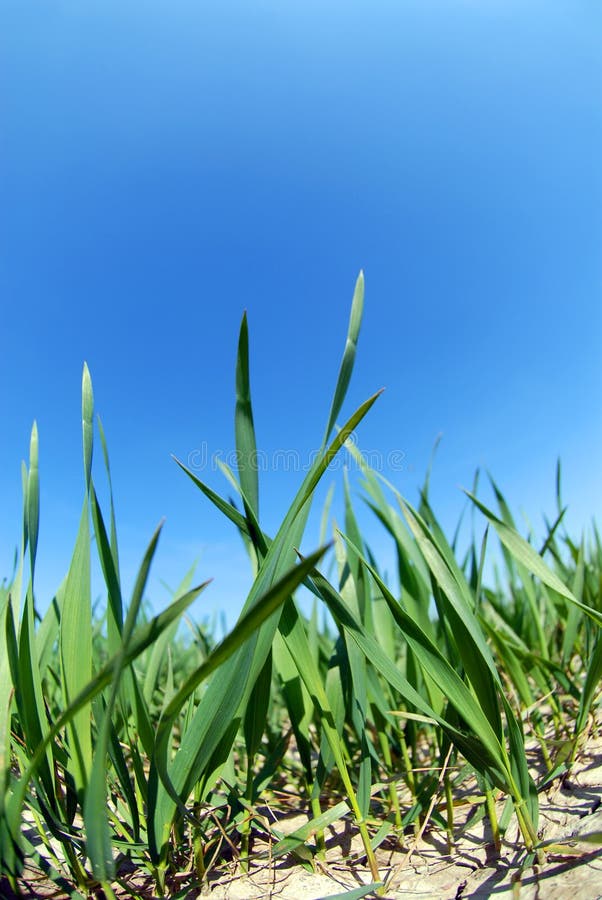 Растя пшеница в свете захода солнца символизируя рост, здоровое питание ...