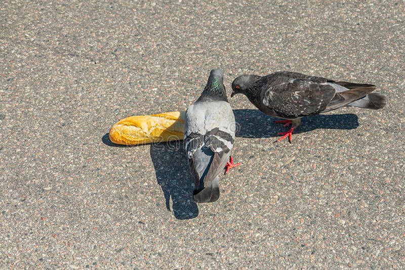 Sweden, Stockholm - July 17, 2022: Closeup, 2 Pigeons eat baguette bread on Skeppsbron quay. Sweden, Stockholm - July 17, 2022: Closeup, 2 Pigeons eat baguette bread on Skeppsbron quay