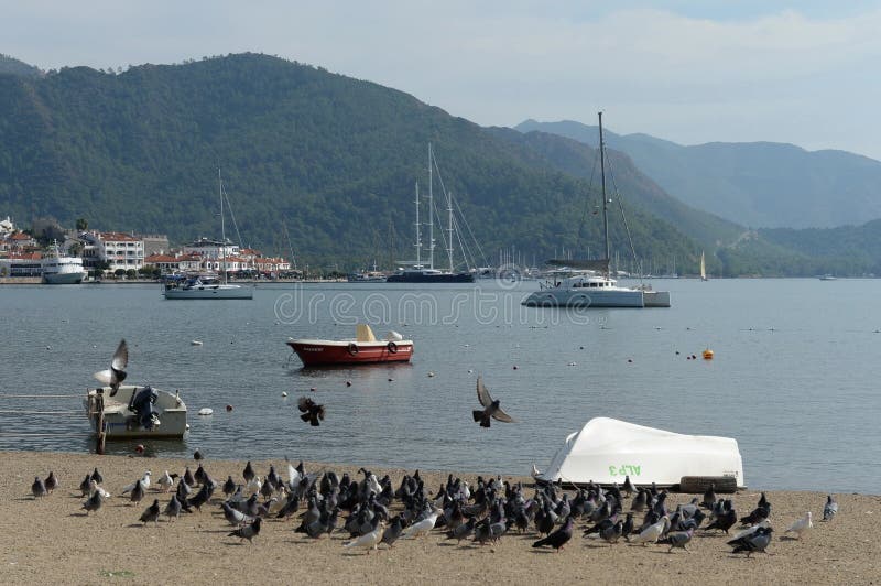 MARMARIS,TURKEY - NOVEMBER 2, 2019:Pigeons on the beach in the sea city of Marmaris. Turkey. MARMARIS,TURKEY - NOVEMBER 2, 2019:Pigeons on the beach in the sea city of Marmaris. Turkey