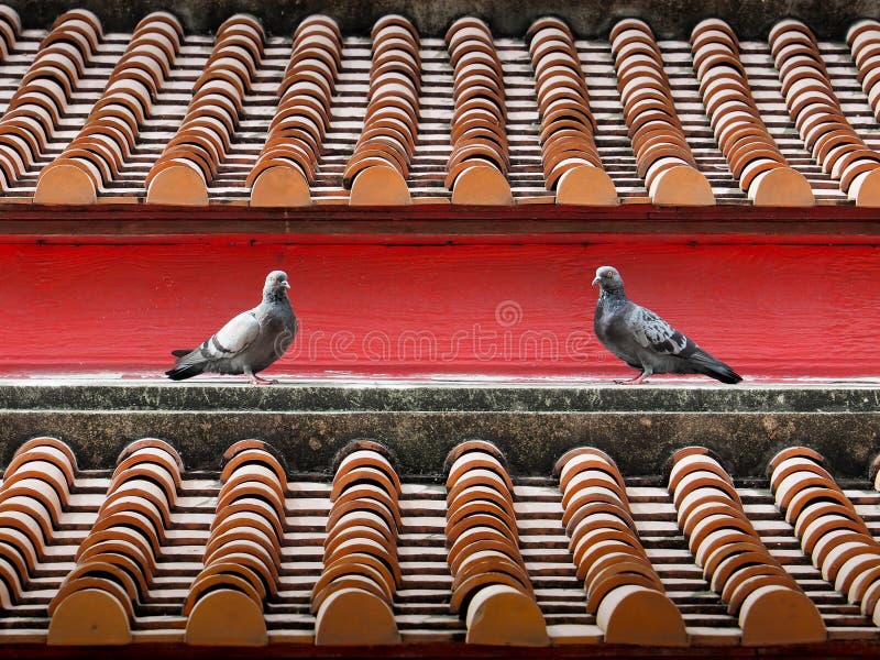 2 Pigeons on the old style temple terracotta roof tile in Ayutthaya. 2 Pigeons on the old style temple terracotta roof tile in Ayutthaya