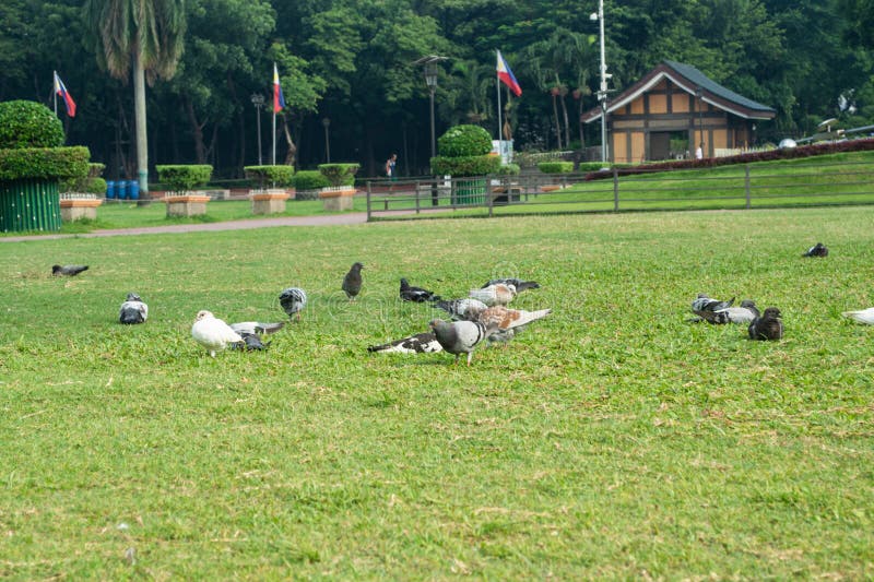 Rizal Park, Manila, Philippines July 2, 2014: Pigeons feeding on the grass at the Rizal Park in Manila, Philippines. Rizal Park, Manila, Philippines July 2, 2014: Pigeons feeding on the grass at the Rizal Park in Manila, Philippines