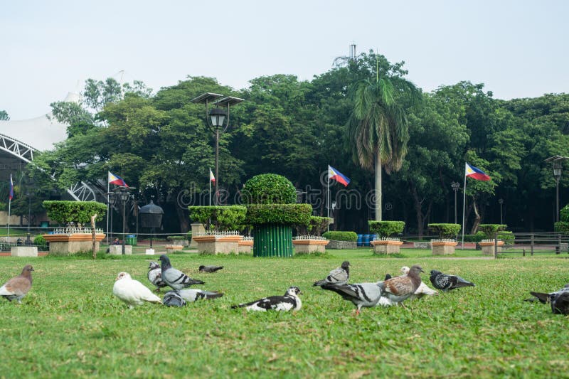 Rizal Park, Manila, Philippines July 2, 2014: Pigeons feeding on the grass at the Rizal Park in Manila, Philippines. Rizal Park, Manila, Philippines July 2, 2014: Pigeons feeding on the grass at the Rizal Park in Manila, Philippines