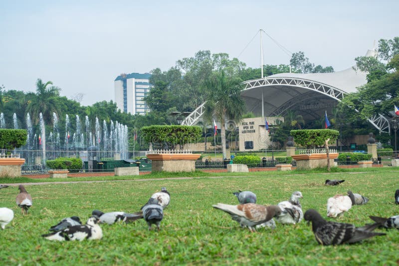 Rizal Park, Manila, Philippines July 2, 2014: Pigeons feeding on the grass with the water fountain at the background at the Rizal Park in Manila, Philippines. Rizal Park, Manila, Philippines July 2, 2014: Pigeons feeding on the grass with the water fountain at the background at the Rizal Park in Manila, Philippines